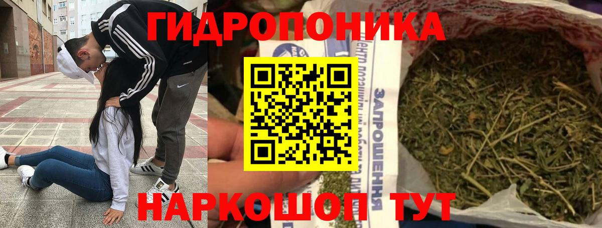 Канабис конопля Сокол